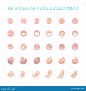vector illustration stages fetal development isolated white background pregnancy growth fertilization to birth 97366368